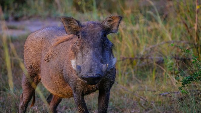 Afrikanische Schweinepest: Rheingau-Taunus-Kreis meldet rund zehn Monate ohne neuen Nachweis Afrikanische Schweinepest: Rheingau-Taunus-Kreis meldet rund zehn Monate ohne neuen Nachweis