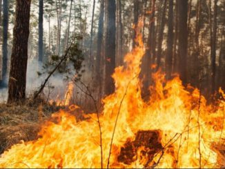Alarmstufe A in Hessen: Forstministerium warnt vor anhaltender Waldbrandgefahr