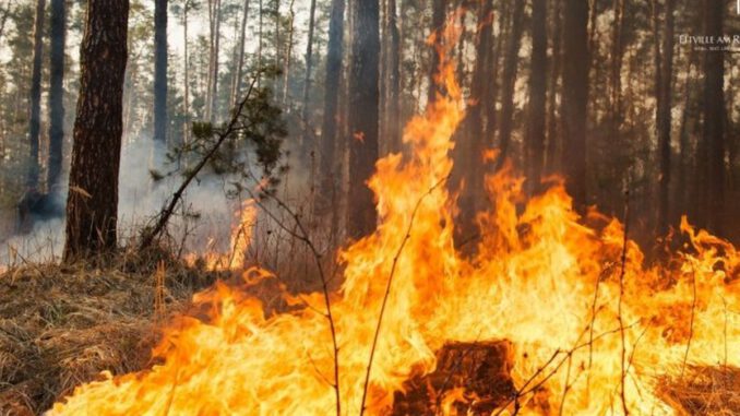 Alarmstufe A in Hessen: Forstministerium warnt vor anhaltender Waldbrandgefahr