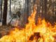 Alarmstufe A in Hessen: Forstministerium warnt vor anhaltender Waldbrandgefahr