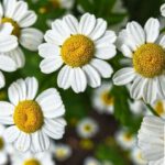Blumengestecke selbst gestalten: Offenes Kreativangebot in Eltville am 9. Juli