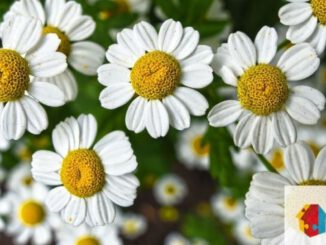 Blumengestecke selbst gestalten: Offenes Kreativangebot in Eltville am 9. Juli