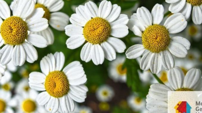 Blumengestecke selbst gestalten: Offenes Kreativangebot in Eltville am 9. Juli