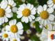 Blumengestecke selbst gestalten: Offenes Kreativangebot in Eltville am 9. Juli