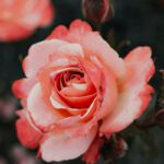 Eltville bietet neues Jahresmodell für Rosenpatenschaften an