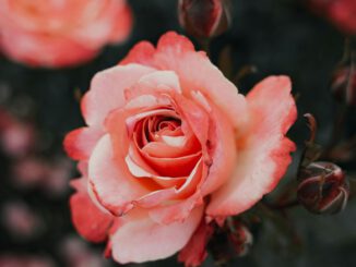 Eltville bietet neues Jahresmodell für Rosenpatenschaften an