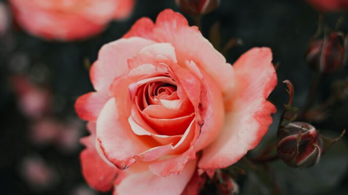 Eltville bietet neues Jahresmodell für Rosenpatenschaften an