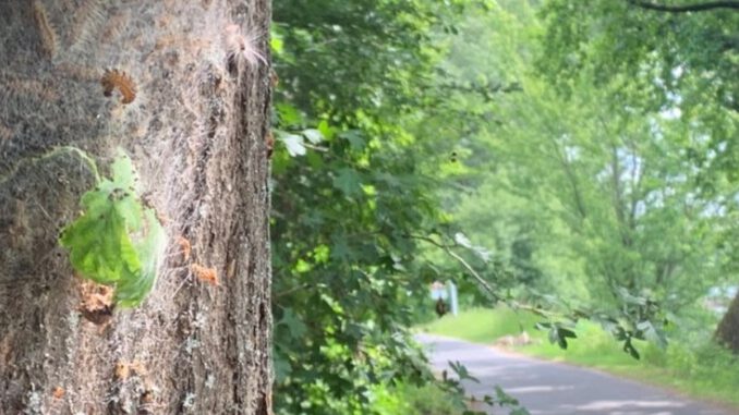 Eltville lässt Gespinste des Eichenprozessionsspinners am Leinpfad entfernen
