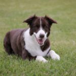 Hinweise auf mögliche Giftköder in Walluf: Hundehalter sollen wachsam sein