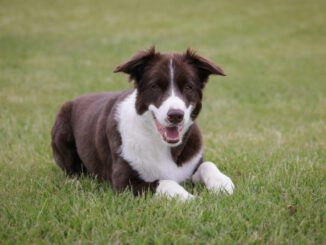 Hinweise auf mögliche Giftköder in Walluf: Hundehalter sollen wachsam sein