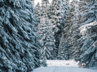 Regionale Weihnachtsbäume aus dem Wald: Forstamt Rüdesheim lädt zur Auswahl