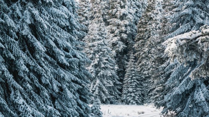 Regionale Weihnachtsbäume aus dem Wald: Forstamt Rüdesheim lädt zur Auswahl Regionale Weihnachtsbäume aus dem Wald: Forstamt Rüdesheim lädt zur Auswahl