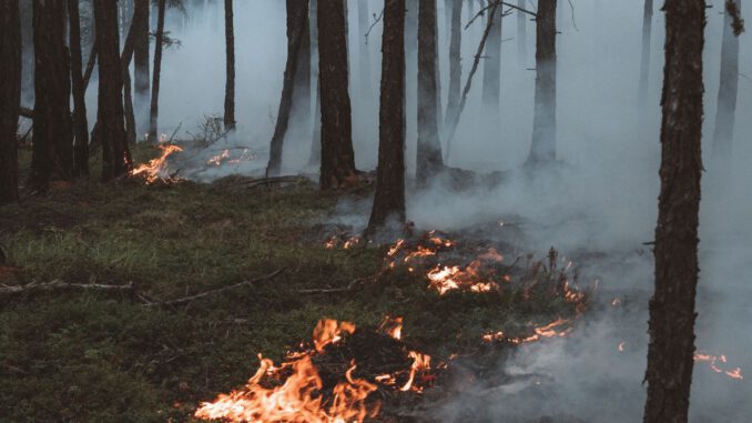 Waldbrandstufe 4 bleibt: Grillverbot auf öffentlichen Plätzen gilt weiter Waldbrandstufe 4 bleibt: Grillverbot auf öffentlichen Plätzen gilt weiter